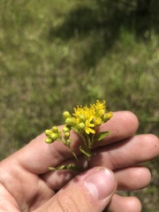 Solidago rigida glabrata