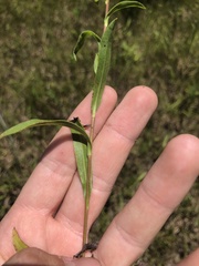 Solidago rigida glabrata