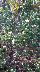Pimelea nivea