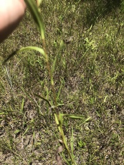 Solidago rigida glabrata