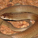 Dwarf Mulga Snake - Photo (c) Richard D Reams, some rights reserved (CC BY-NC), uploaded by Richard D Reams
