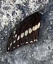 Heraclides ornythion