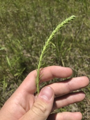 Liatris spicata spicata
