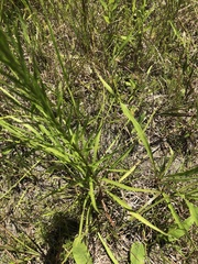 Liatris spicata spicata