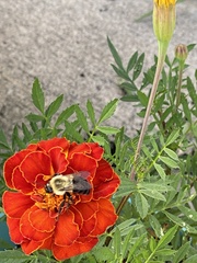 Bombus impatiens image