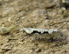 Rhigognostis interrupta