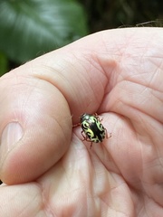Zygogramma violaceomaculata