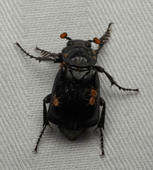 Nicrophorus nigrita