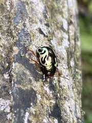 Zygogramma violaceomaculata