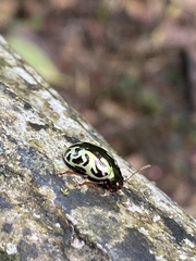 Zygogramma violaceomaculata