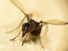 Myrmecothea myrmecoides