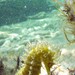 Observation photo