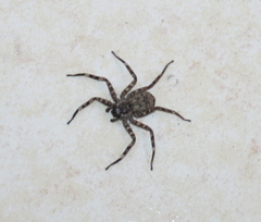 Selenops nigromaculatus