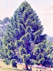Araucaria bidwillii
