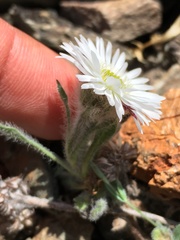 Erigeron denalii