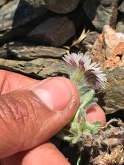 Erigeron denalii