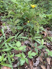 Ranunculus petiolaris