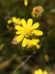 Blennosperma