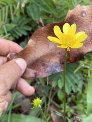 Ranunculus petiolaris