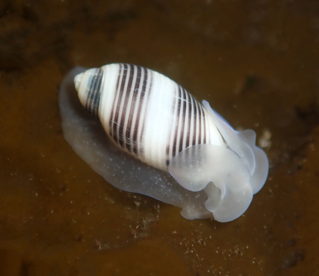 Striped Barrel Snail