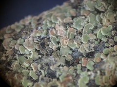 Lecanora varia