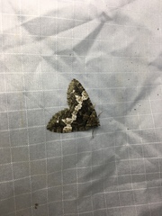 Hydriomena albifasciata