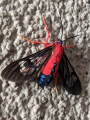 Cosmosoma myrodora