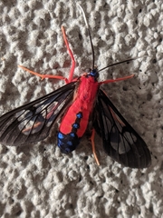 Cosmosoma myrodora