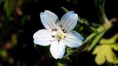 Nemophila menziesii integrifolia