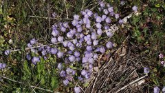 Phacelia curvipes