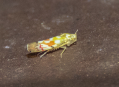 Erythroneura reflecta