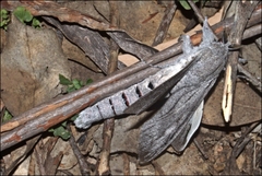 Endoxyla edwardsorum