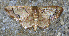 Idaea kendallaria