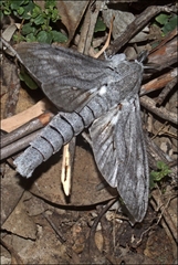 Endoxyla edwardsorum