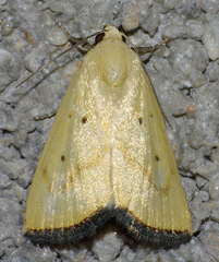 Marimatha quadrata