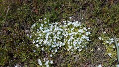 Nemophila menziesii integrifolia