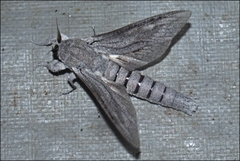 Endoxyla edwardsorum