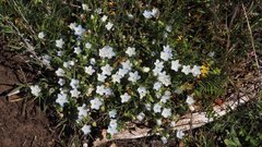 Nemophila menziesii integrifolia