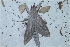 Endoxyla edwardsorum