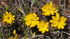 Pentachaeta aurea aurea