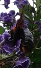 Xylocopa flavorufa