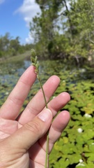 Carex longii