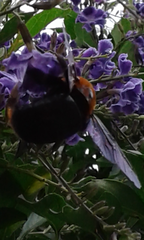 Xylocopa flavorufa