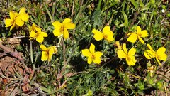 Viola douglasii