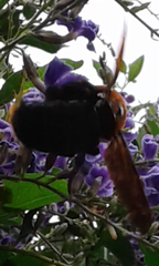 Xylocopa flavorufa