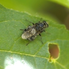 Adoxomyia