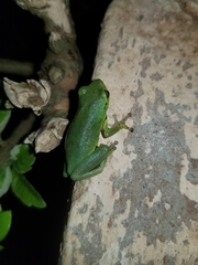 Hyperolius cinnamomeoventris