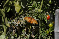 Dione vanillae