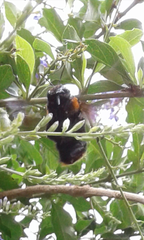 Xylocopa flavorufa