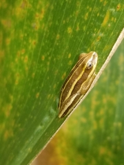 Hyperolius kivuensis